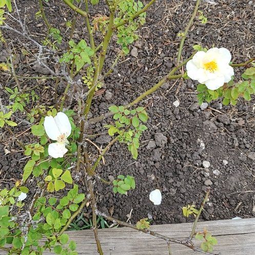 Photo of the plant species Scotch Rose by @ZealousChosmo90 named Queen on Greg, the plant care app