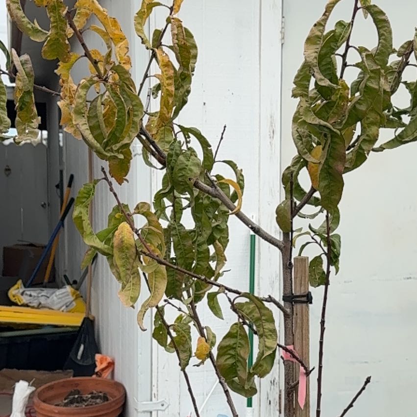 Photo of the plant species Goldmine Nectarine Tree by @ReceptivePecan named Lola on Greg, the plant care app