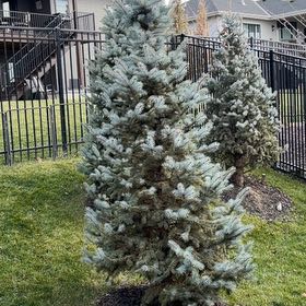 Photo of the plant species Blue Wonder Colorado Spruce by @BrightAgboy28 named Harmony on Greg, the plant care app