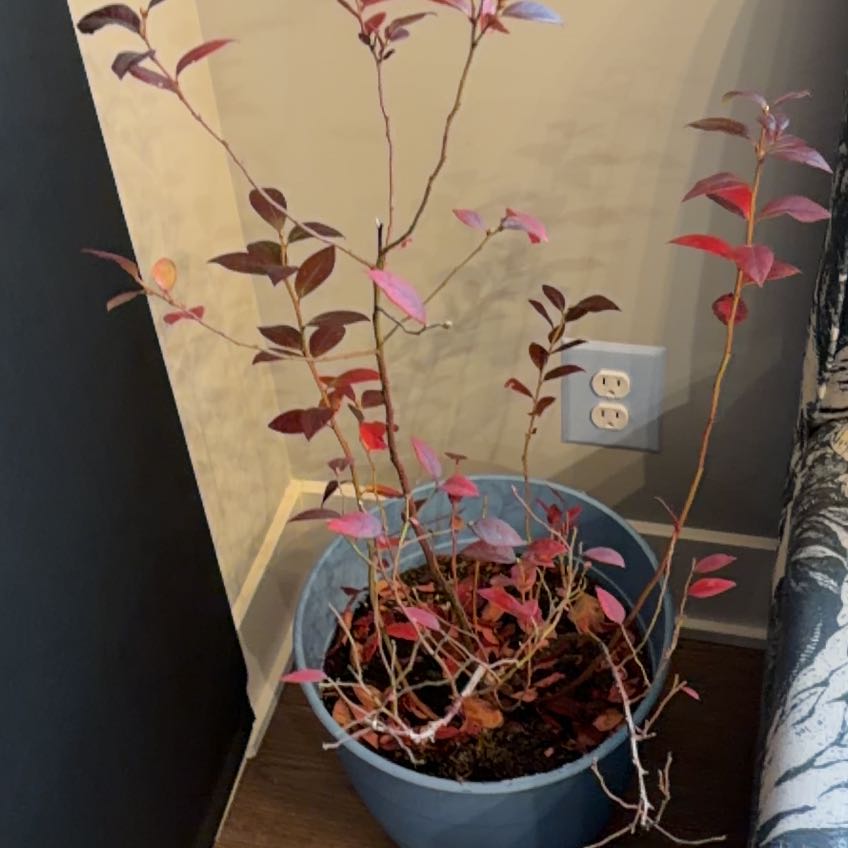 Photo of the plant species BlueBerry by @BrightAgboy28 named Sherlock on Greg, the plant care app