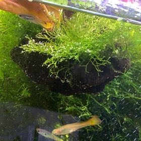 Photo of the plant species Floating Crystalwort by @GraciousJuniper named Sol on Greg, the plant care app