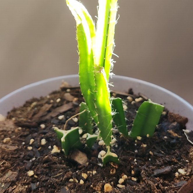 Photo of the plant species Yellow Dragon Fruit by @DaringSeagrape named Elle on Greg, the plant care app