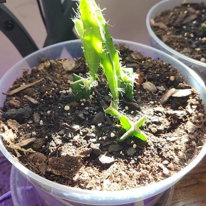Photo of the plant species Red Dragon Fruit by @DaringSeagrape named Peter Parker on Greg, the plant care app