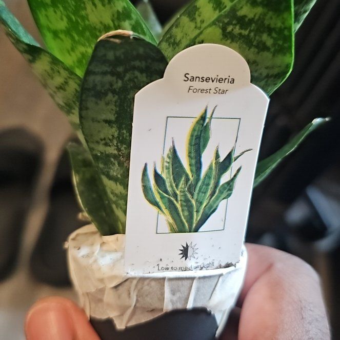 Photo of the plant species Forest Star Snake Plant by @LitheBeans72 named Austen on Greg, the plant care app