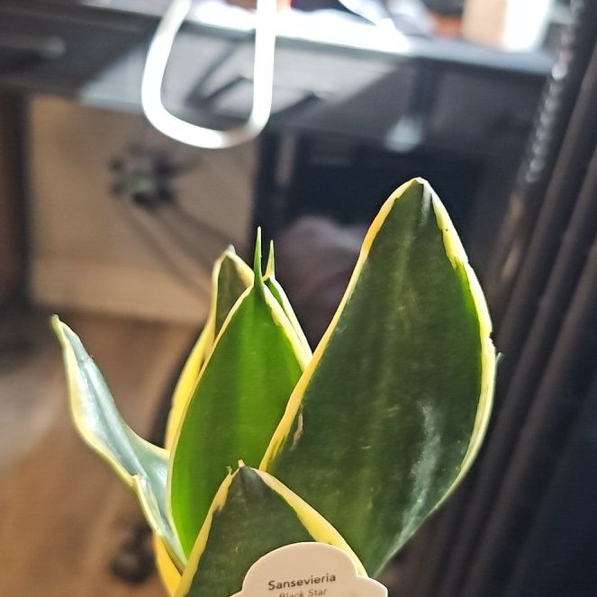 Photo of the plant species Black Star Snake Plant by @LitheBeans72 named Leonardo on Greg, the plant care app
