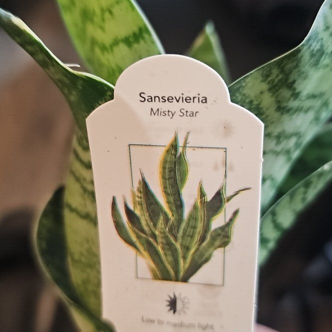 Photo of the plant species Sansevieria ‘Misty Star’ by @LitheBeans72 named Tolkien on Greg, the plant care app