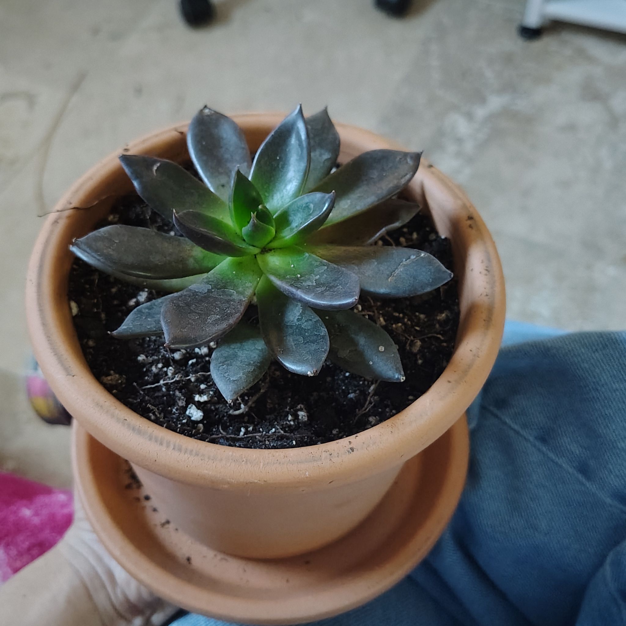 Photo of the plant species Black Prince by @CoolOnion24 named Zero on Greg, the plant care app