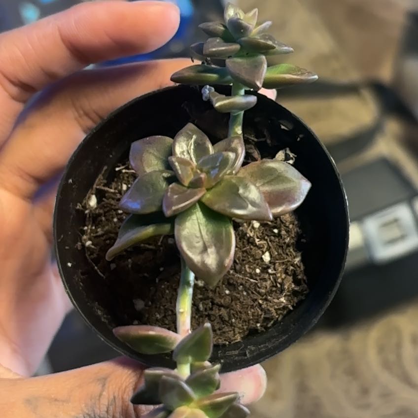 Photo of the plant species Sedeveria 'Sorrento™' by @SkilledPansy3 named Sol on Greg, the plant care app