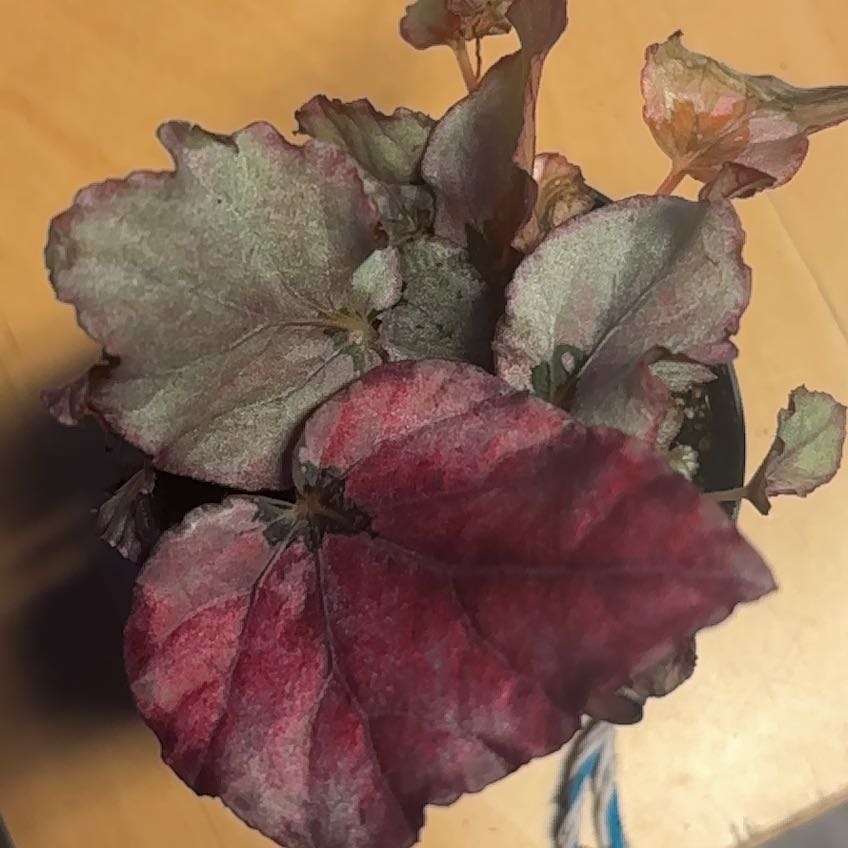 Photo of the plant species Belgian Waffle by @SkilledPansy3 named Forrest on Greg, the plant care app