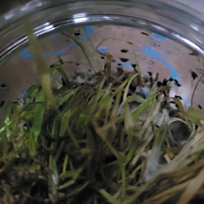 Photo of the plant species Delicate Horsetail by @ShowyPokaka94 named Star on Greg, the plant care app