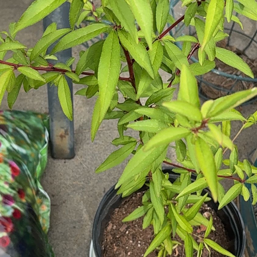 Photo of the plant species Peach Tree by @SilkenOlneya85 named Homer on Greg, the plant care app