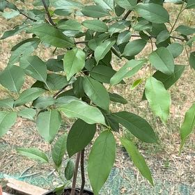 Photo of the plant species Black Chokecherry by @SilkenOlneya85 named Marilyn on Greg, the plant care app