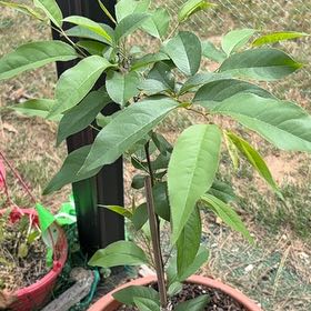 Photo of the plant species Peach Tree by @SilkenOlneya85 named Sahara on Greg, the plant care app