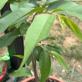 Photo of the plant species Peach Tree by @SilkenOlneya85 named Zeus on Greg, the plant care app