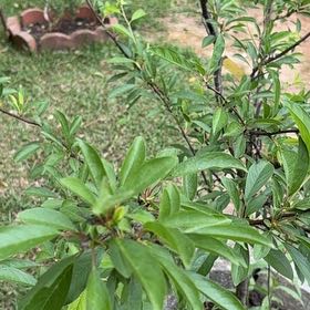 Photo of the plant species almond tree by @SilkenOlneya85 named Forrest on Greg, the plant care app