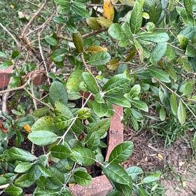 Photo of the plant species Pineapple Guava by @SilkenOlneya85 named Sanders on Greg, the plant care app
