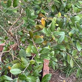 Photo of the plant species Pineapple Guava by @SilkenOlneya85 named Diana on Greg, the plant care app