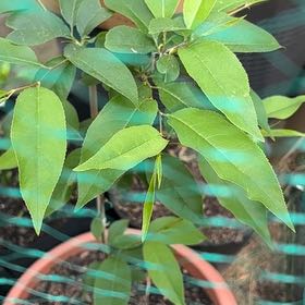 Photo of the plant species Crossvine by @SilkenOlneya85 named Gomez on Greg, the plant care app