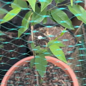 Photo of the plant species Camphor by @SilkenOlneya85 named Peter Parker on Greg, the plant care app