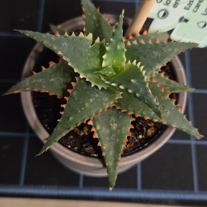 Photo of the plant species Aloe 'Minnie Belle' by @PoshOrpine19 named Sol on Greg, the plant care app