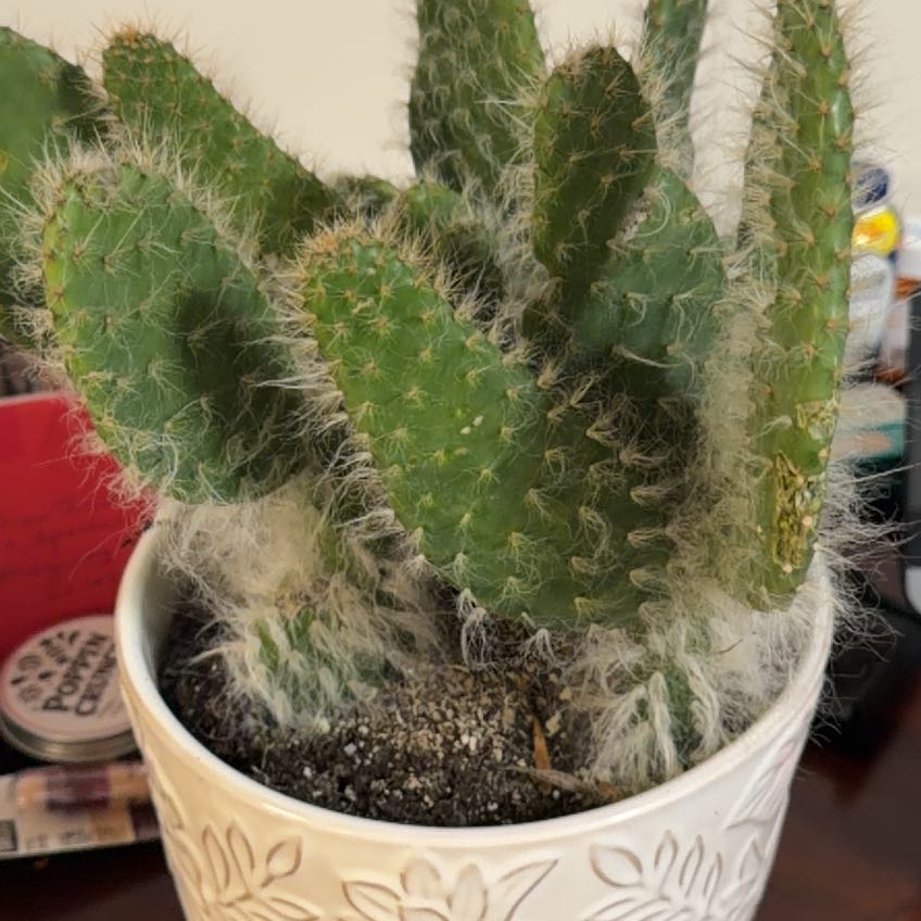 Photo of the plant species Prickly pear snow by @EagerZelkova68 named Darwin on Greg, the plant care app