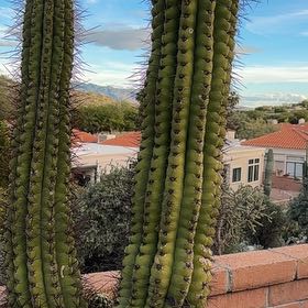 Photo of the plant species Organ Pipe Cactus by @WizardGuasca25 named Coco on Greg, the plant care app