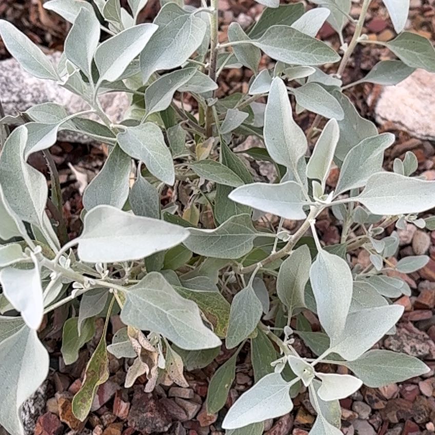 Photo of the plant species White Sage by @WizardGuasca25 named Tupot amaroot on Greg, the plant care app