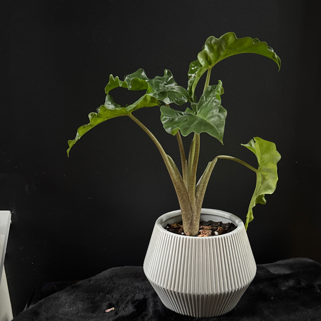 Photo of the plant species Low Rider by @TwiggysPlants named Sage on Greg, the plant care app