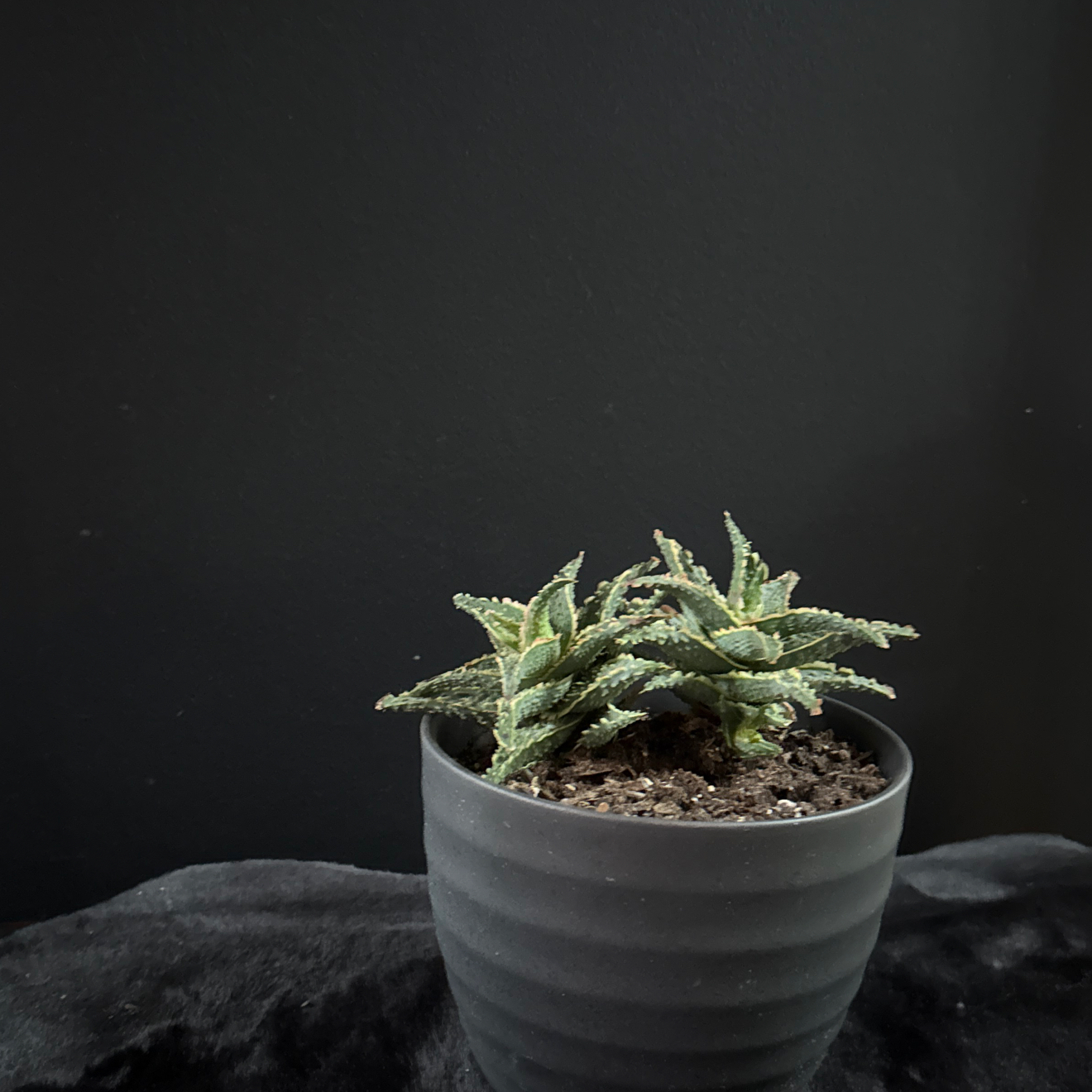 Photo of the plant species Aloe 'Oik' by @TwiggysPlants named Oscar on Greg, the plant care app