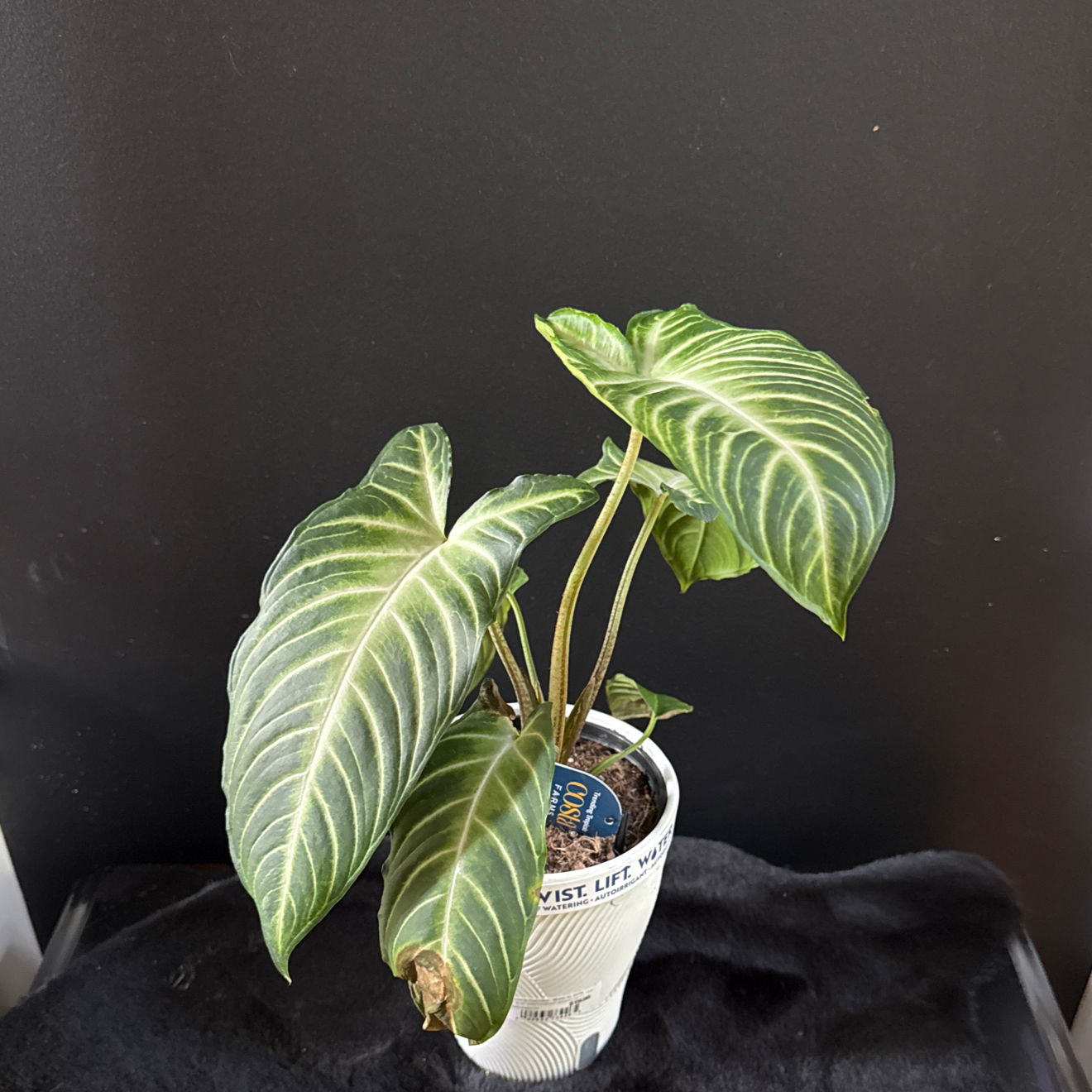Photo of the plant species Magnificum by @TwiggysPlants named Clooney on Greg, the plant care app
