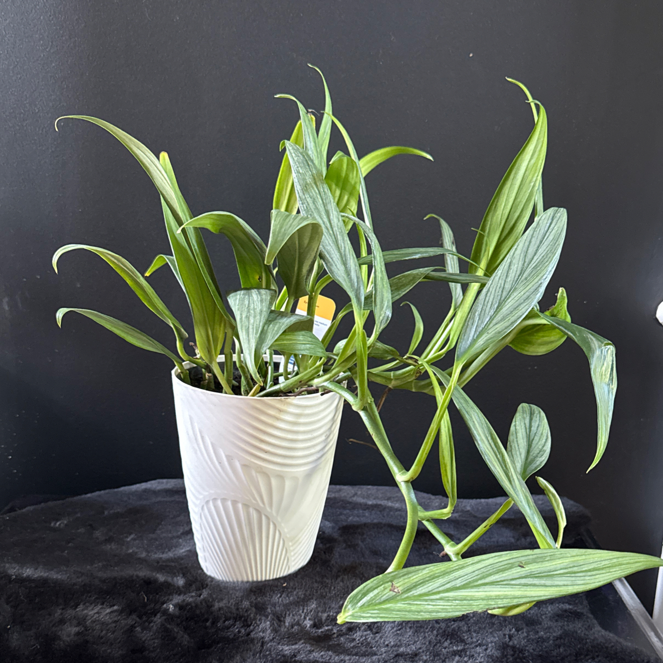 Photo of the plant species Epipremnum amplissimum 'Silver' by @TwiggysPlants named Nithin on Greg, the plant care app