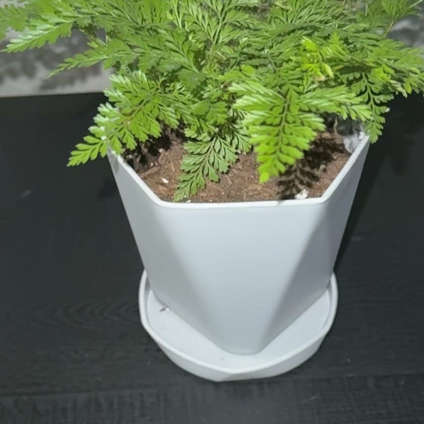 Photo of the plant species Black Rabbit Foot Fern by @QuickPurei81 named Rosa on Greg, the plant care app