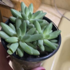 Photo of the plant species Coppertone Stonecrop by @SelectHeather31 named Madonna on Greg, the plant care app