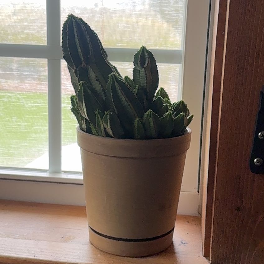 Photo of the plant species Tanzania Zipper Plant by @SportPeony97 named The files on Greg, the plant care app