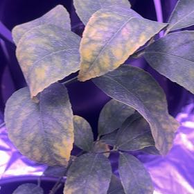 Photo of the plant species Brazilian Joyweed by @TunefulCashew86 named LiloStitch on Greg, the plant care app