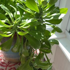 Photo of the plant species beach cabbage by @PoshBogarum68 named Clooney on Greg, the plant care app
