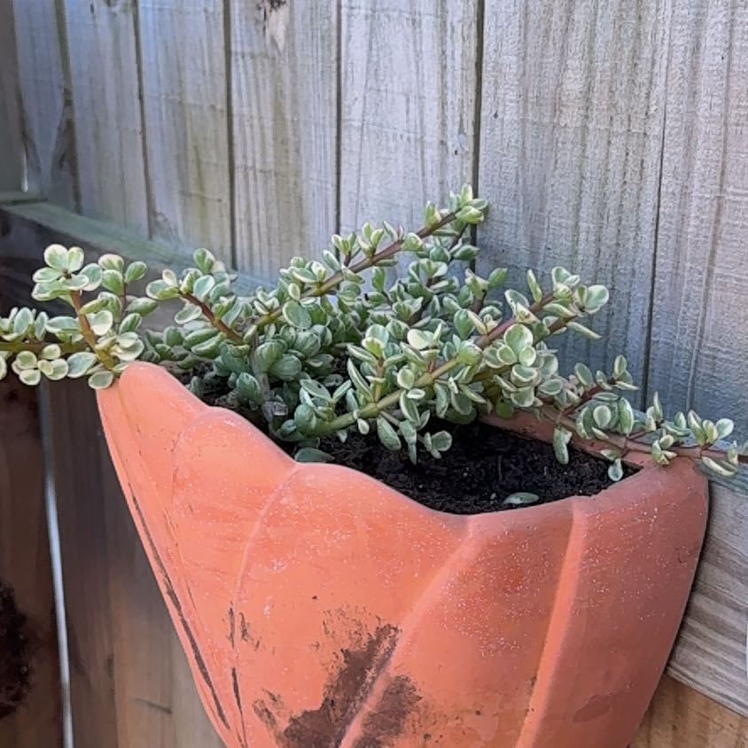 Photo of the plant species Portulaca by @PoshBogarum68 named Lebron on Greg, the plant care app