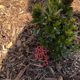 Photo of the plant species Red Ixora by @PoshBogarum68 named Bruce Lee on Greg, the plant care app