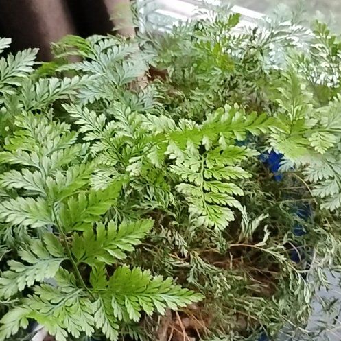 Photo of the plant species Davallia Fern by @SirEmerald49 named Navajo on Greg, the plant care app