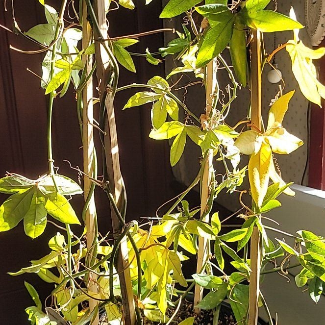 Photo of the plant species Bluecrown Passionflower by @NotablePuka named Kobe on Greg, the plant care app