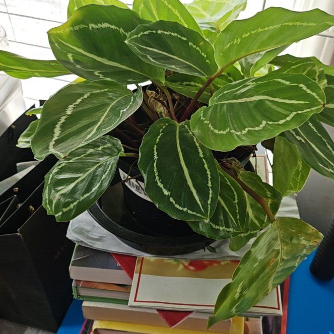 Photo of the plant species Green Goddess by @RousingMum31 named Miley on Greg, the plant care app