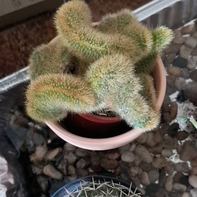 Photo of the plant species Golden Rat Tail by @jcplantmomma530 named Duke on Greg, the plant care app