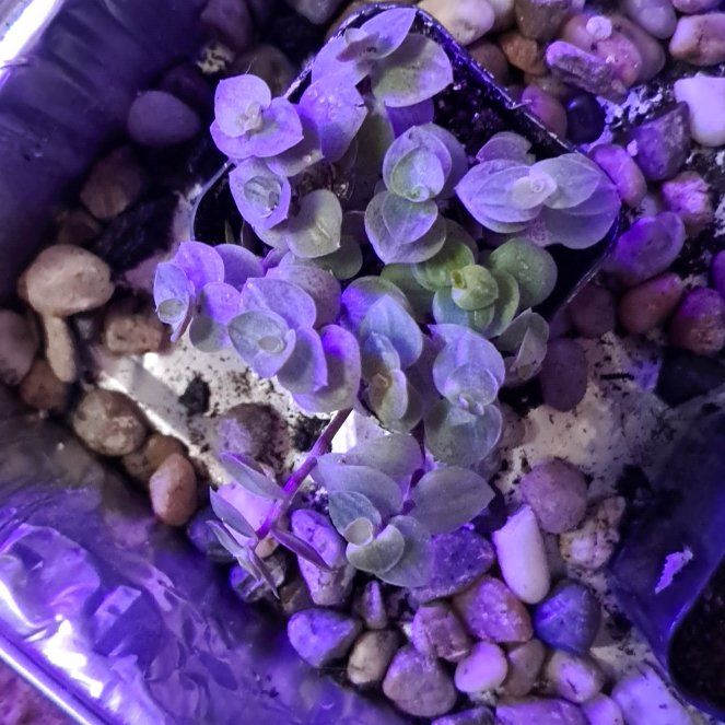 Photo of the plant species Turtle Vine by @jcplantmomma530 named Violet on Greg, the plant care app