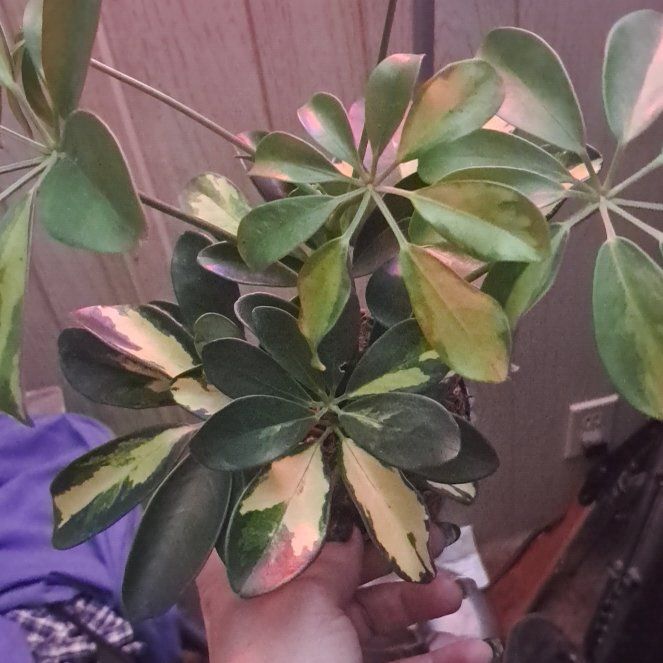 Photo of the plant species Variegated Dwarf Umbrella by @jcplantmomma530 named Jack on Greg, the plant care app