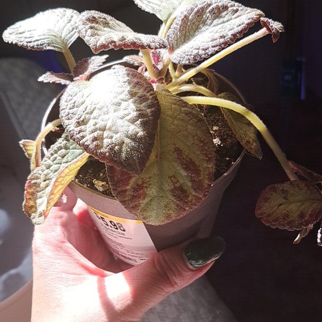 Photo of the plant species Flame Violet by @jcplantmomma530 named Clooney on Greg, the plant care app