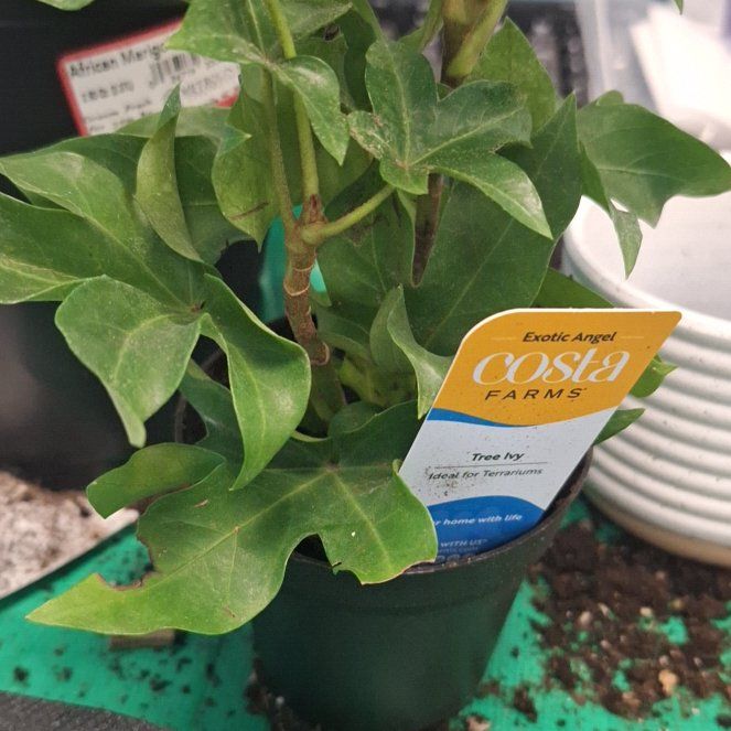 Photo of the plant species Tree Ivy by @NewMedeola60 named Elina on Greg, the plant care app