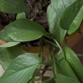 Photo of the plant species Philadendron by @BrawnySalal30 named Fernie Saunders on Greg, the plant care app