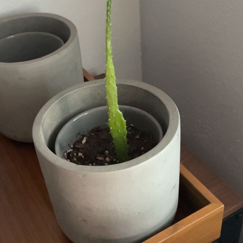 Photo of the plant species Prickly Pear by @FitKanna24 named Zombie on Greg, the plant care app