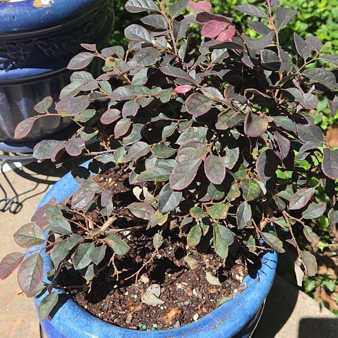 Photo of the plant species Chinese Fringe Flower by @StarBoxholly53 named Harper on Greg, the plant care app