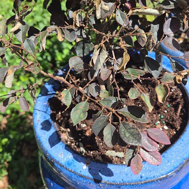 Photo of the plant species Chinese Fringe Flower by @StarBoxholly53 named Clooney on Greg, the plant care app